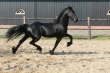 Gorgeous black friesian gelding for sale